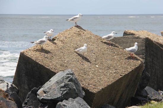 viele Möwen für einen Stein...