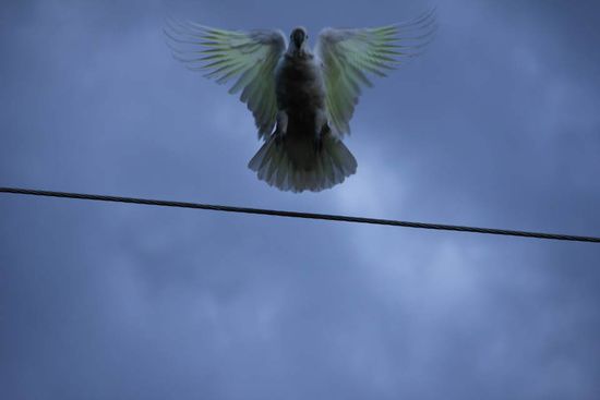 Kakadus auf dem Campingplatz...