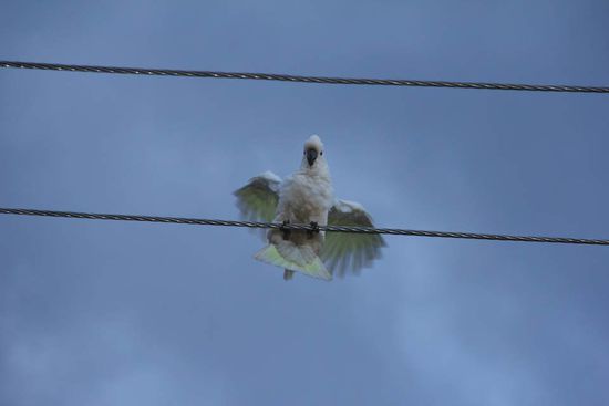 ... die machen vielleicht einen Krach...