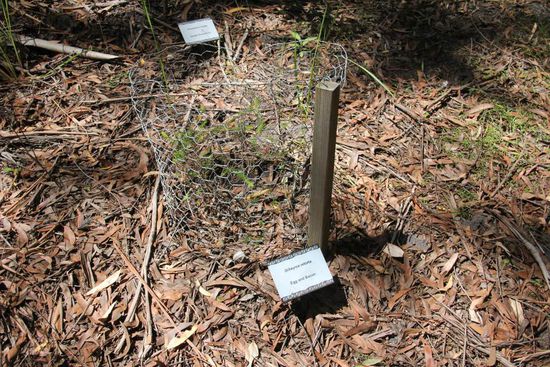 So also werden Egg und Bacon hergestellt... und ich dachte immer man braucht dazu ein Huhn und ein Schwein... so kann man sich irren! 