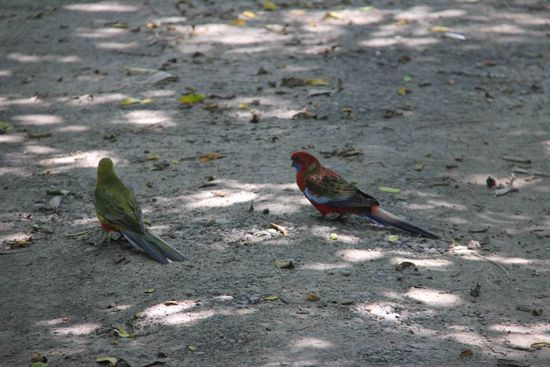 sind sie nicht süß? und so schön bunt!