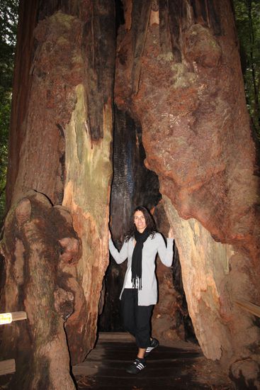 Ich in einem Mammutbaum