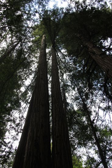 ein Mammutbaum, auch "Sequoia sempervirens" genannt