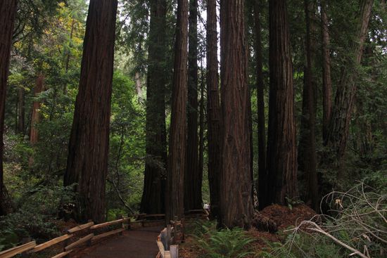 Diese Bäume siedeln sich meist in kleinen "Familien" an.