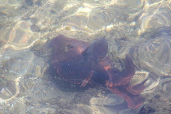 ein Octopus