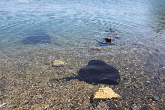 Stachelrochen und Seehund