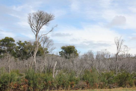 alles an Vegetation vorhanden
