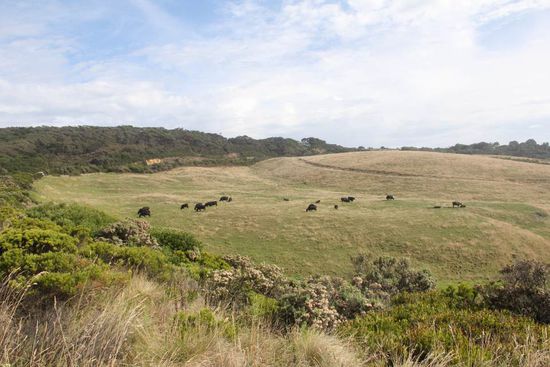 gegenüber vom Strand, Berge und Kühe...