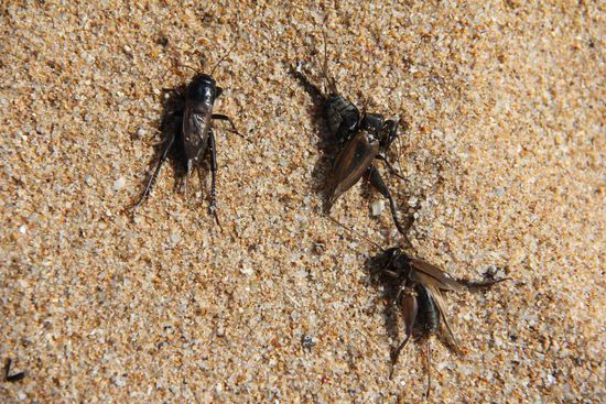 so gefallen sie mir am besten!! 