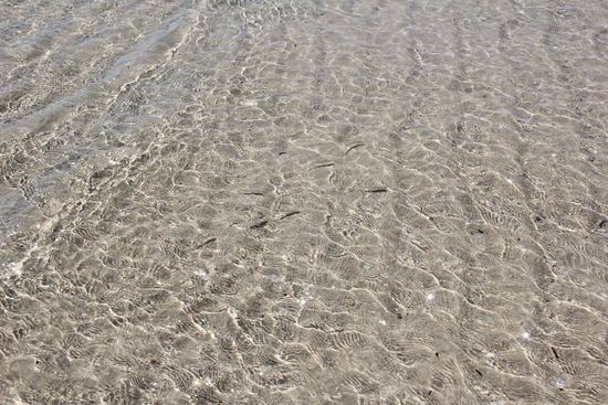 fanden die Fische wohl auch! 