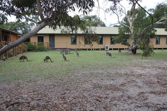 seine Känguru Freunde