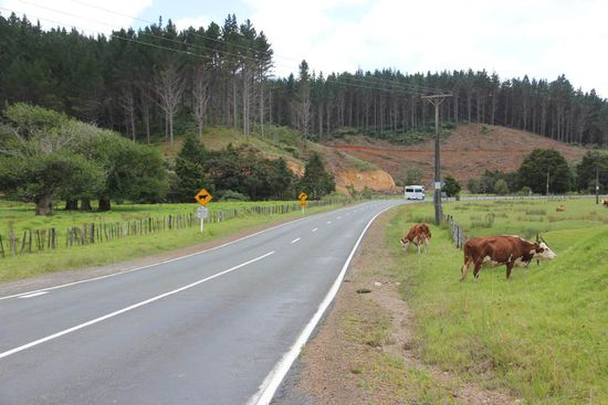 Warnung vor Vieh auf der Straße - zu Recht!
