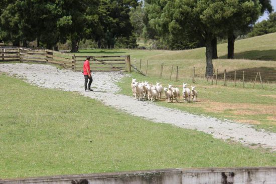 Mailo bei der Arbeit...