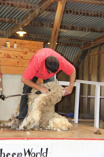 da geht es hin... das gute Fell...