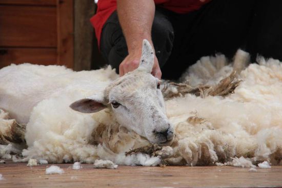 gebettet auf der eigenen Wolle! 