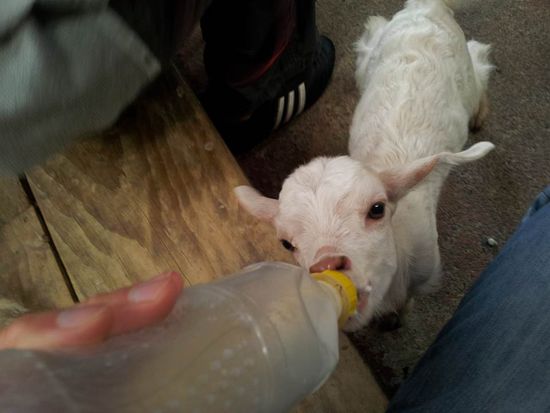 Zu niedlich! noch sooo klein!