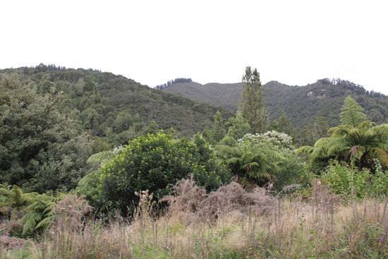 viele Bäume und Büsche...