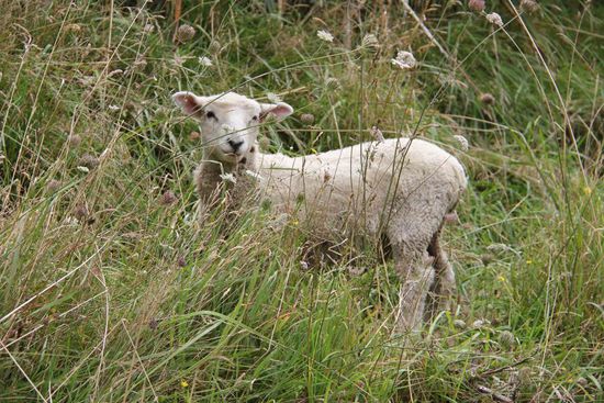 ebenso die Schafe...