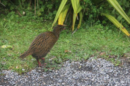 ein Waldhuhn (wood hen)