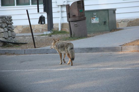 Der Coyote