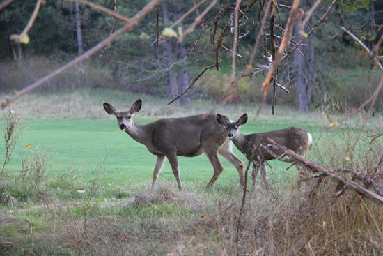 Reh mit Kitz, sehen die nicht heiß aus??? 