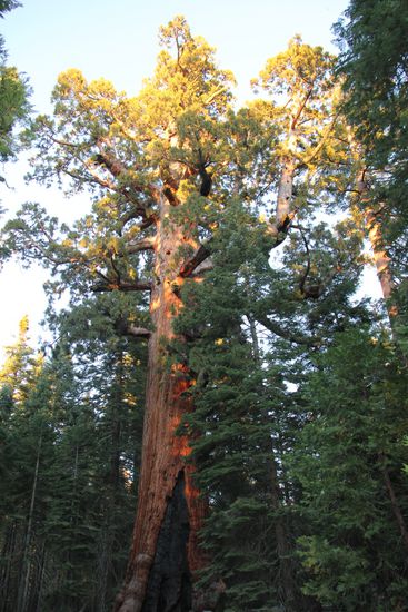 Der Grizzly Giant ist 2700 Jahren alt, 64 m hoch und hat einen Umfang von 30 m. Endlich mal ein richtig großer Baum 