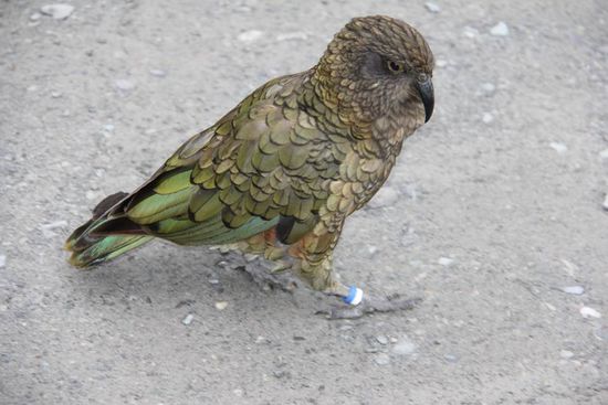 Ein Kea, witzige Geschöpfe, bewegen sich ganz urig