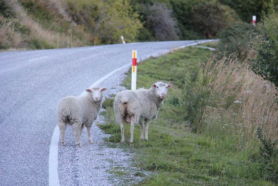 da ist wohl jemand ausgebüxt... 
