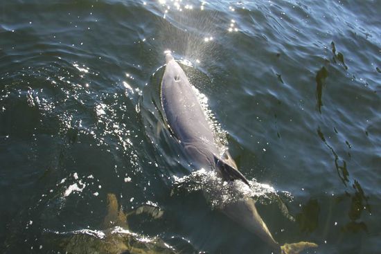 Delphine, zum greifen nah...