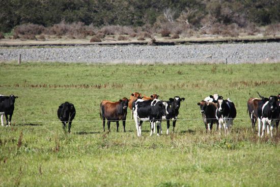 Die Kühe sind hier nicht sehr freundlich, aber schick, so in braun-schwarz
