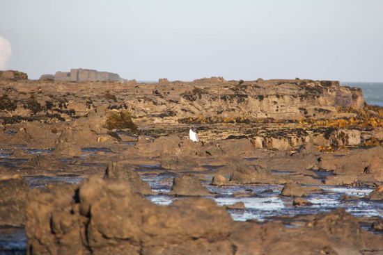 hätte auch ne Möwe sein können! 