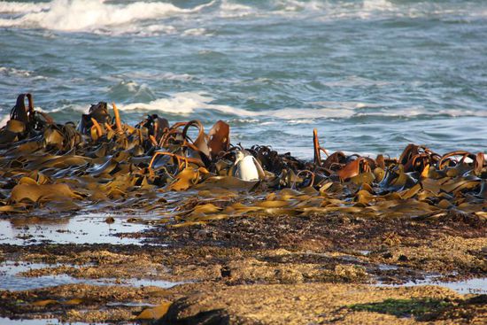 da kommt der nächste...