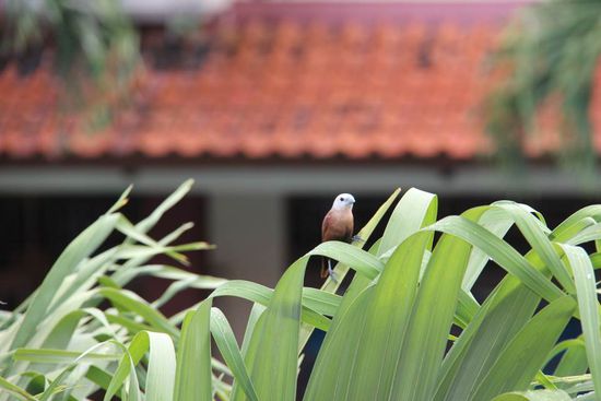 ein kleiner Piepmatz