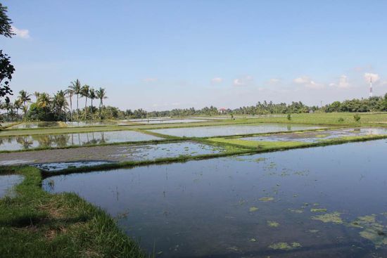 Reisfelder, on the way...