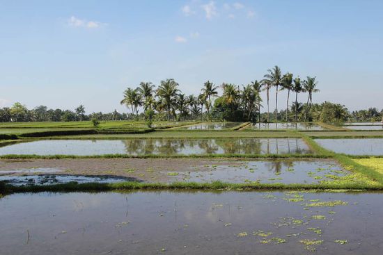 noch mehr Reisfelder...
