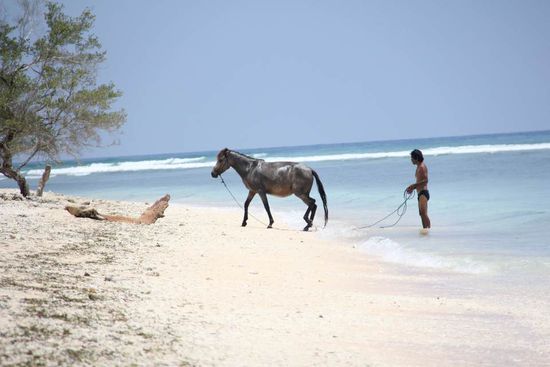 hier wäscht man die Pferde im Meer...