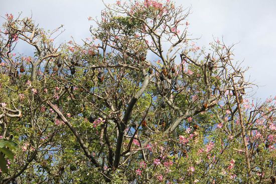 Andere haben Apfelbäume, hier hängen die Flughunde...