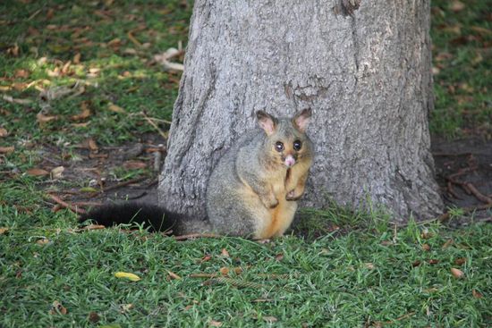 ist das nicht süüüüß??