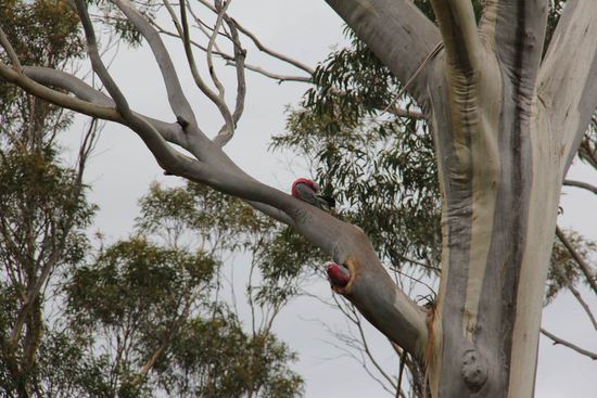 Das Nest der Papageien