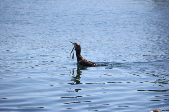 er wurde es nicht wieder los...
