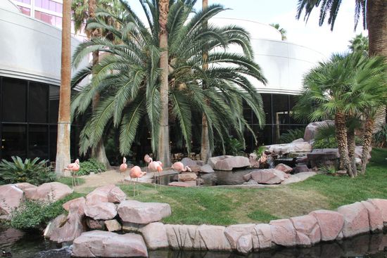 echte Flamingos in der Hotelanlage