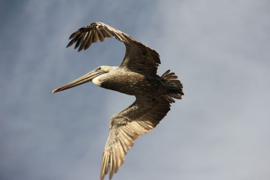 ein Pelikan von unten