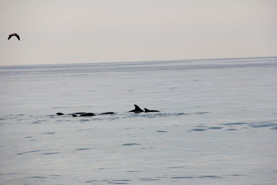 ... dann ein paar mehr...