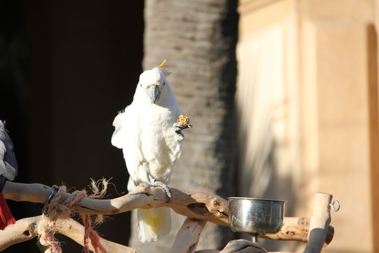 Phoebe, 3 Jahre alt, aus Hawaii 