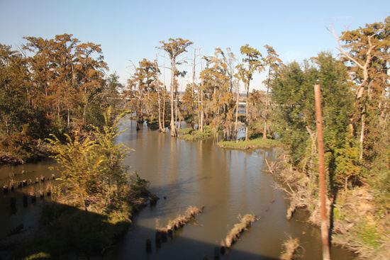 irgendwo zwischen New Orleans und Memphis... Sumpflandschaft