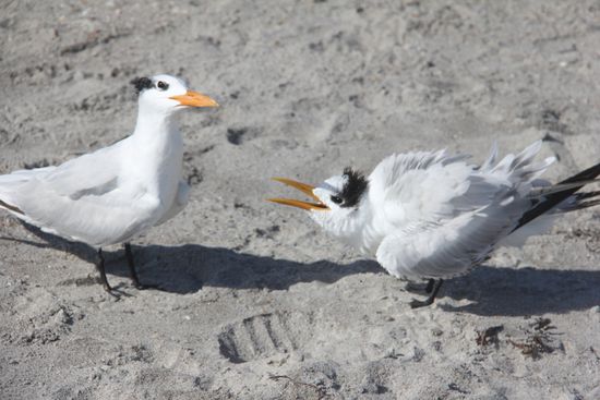 das war zu heiß! Der kleine rechts ( sieht aus wie ein ER ), war die ganze Zeit am schimpfen und immer nur mit der kleinen links ( eindeutig eine SIE )! Kommt mir bekannt vor 