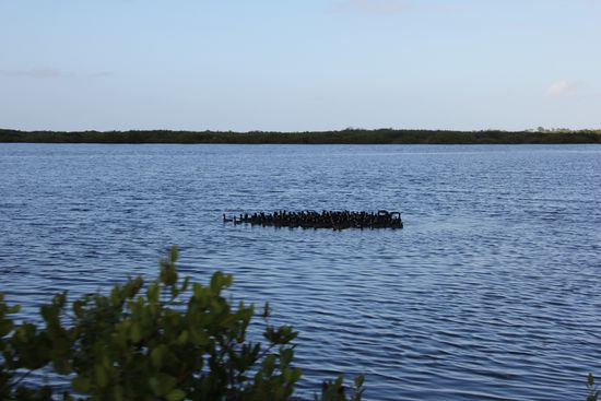 Ein ganze Traube an Vögeln