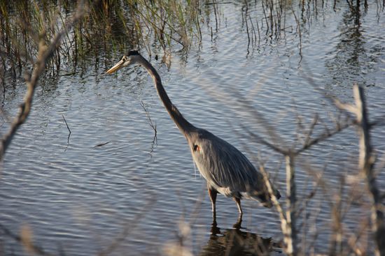 In der Starrhaltung: als wenn man ihn dadurch nicht sehen würde...