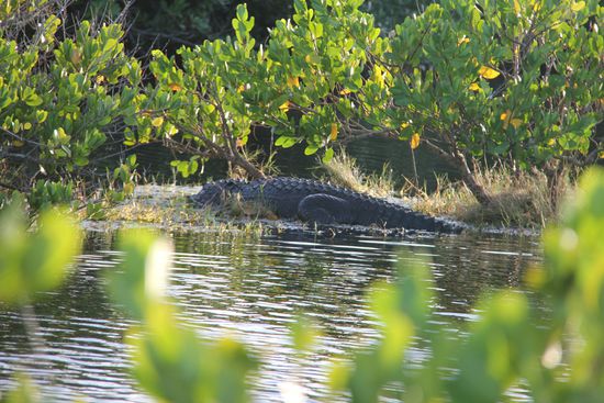 Kroko Nr. 2 des Tages