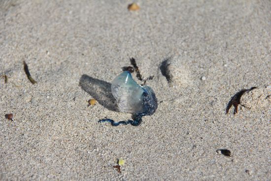 portugiesische Galeere